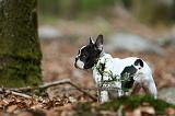 BOULEDOGUE FRANCAIS 1041